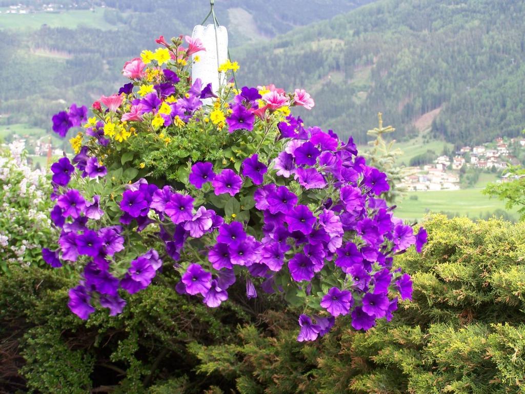 Apartamento Haus Leitgeb Telfes im Stubai Exterior foto